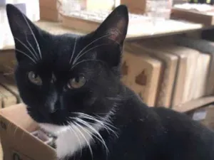 Gato raça Srd idade 1 ano nome Pretinha 