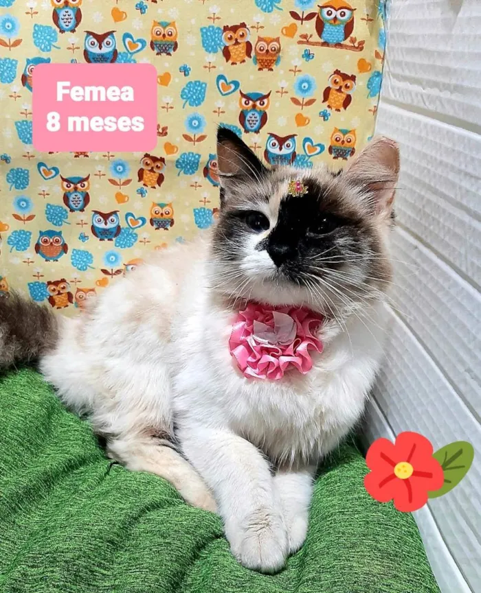 Gato raça Srd idade 2 a 6 meses nome Cruela 