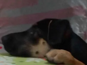 Cachorro raça Srd idade 7 a 11 meses nome Leia