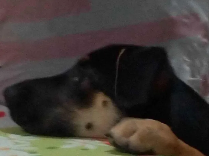 Cachorro ra a Srd idade 7 a 11 meses nome Leia