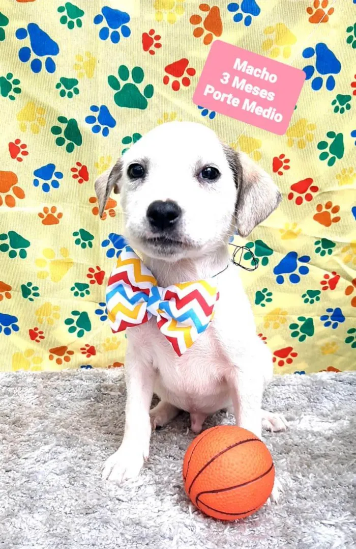 Cachorro raça Srd idade 2 a 6 meses nome Mickey 