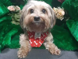 Cachorro raça Yorkshire  idade 2 anos nome Yuri