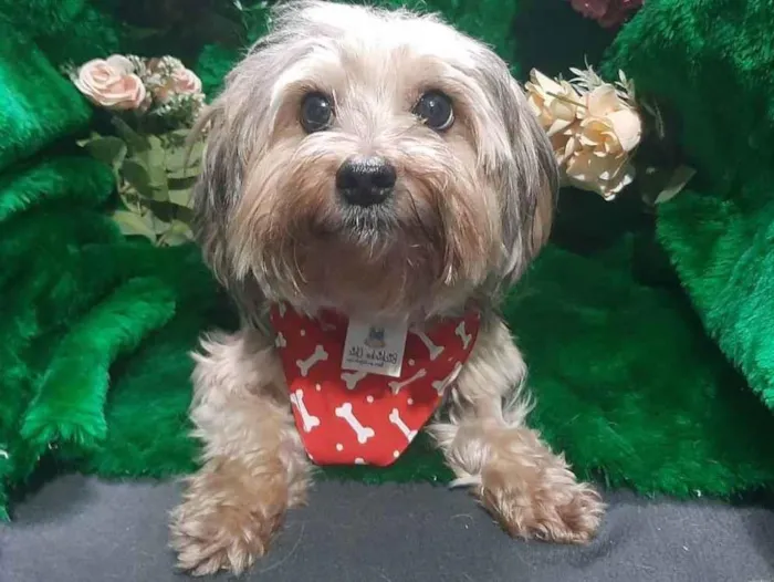 Cachorro raça Yorkshire  idade 2 anos nome Yuri
