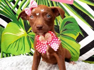 Cachorro raça Srd idade 2 a 6 meses nome Carmela