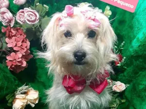 Cachorro raça Srd idade 2 anos nome Sofia