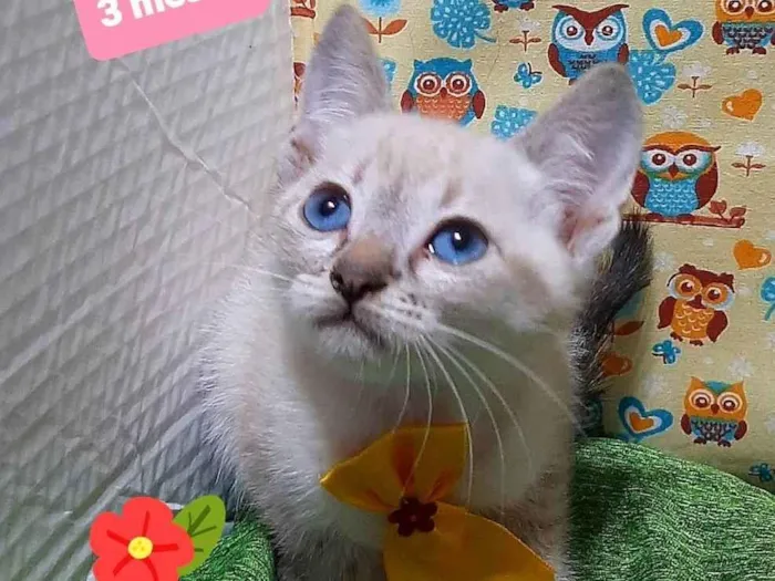 Gato raça Srd idade 2 a 6 meses nome Ted 