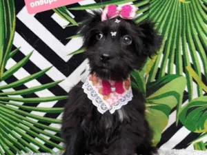 Cachorro raça Srd idade 2 a 6 meses nome Florzinha 
