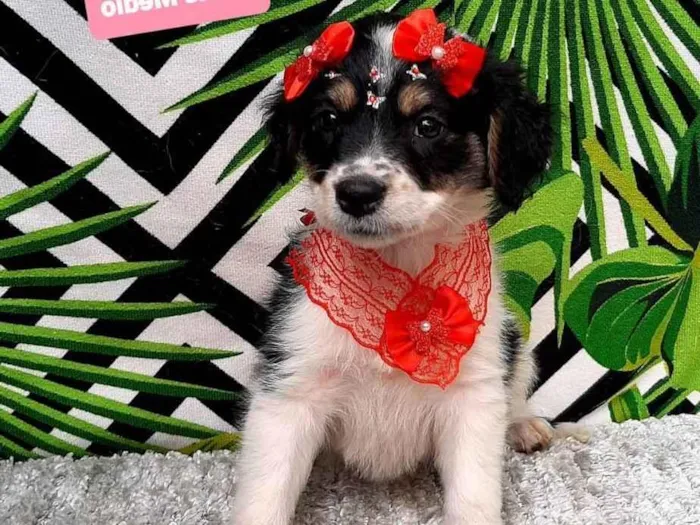 Cachorro raça Srd idade 2 a 6 meses nome Maze 