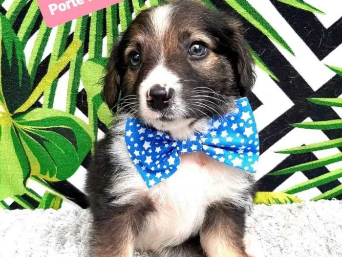 Cachorro raça Srd idade 2 a 6 meses nome Henry