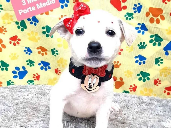 Cachorro raça Srd idade 2 a 6 meses nome Lary