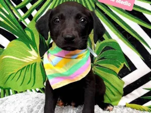 Cachorro raça Srd  idade 2 a 6 meses nome Benji 