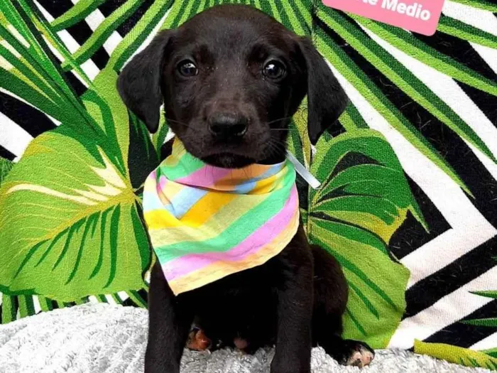 Cachorro raça Srd  idade 2 a 6 meses nome Benji 