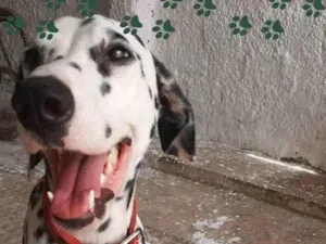 Cachorro raça Dálmata  idade 1 ano nome Netuno