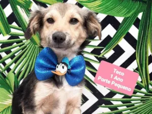 Cachorro raça Srd idade 1 ano nome Teco