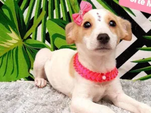 Cachorro raça Srd idade 2 a 6 meses nome Grazy 