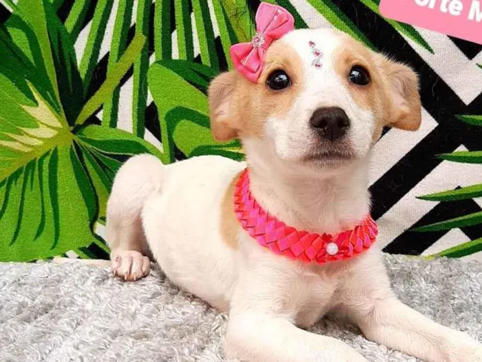 Cachorro raça Srd idade 2 a 6 meses nome Grazy 