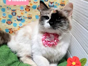 Gato raça Srd idade 2 a 6 meses nome Cruela 
