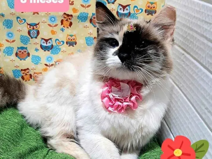 Gato raça Srd idade 2 a 6 meses nome Cruela 