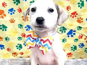 Cachorro raça Srd idade 2 a 6 meses nome Mickey 