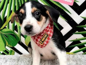 Cachorro raça Srd idade 2 a 6 meses nome Brady 