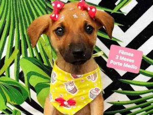 Cachorro raça Srd idade 2 a 6 meses nome Angel 