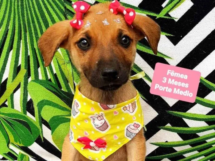 Cachorro raça Srd idade 2 a 6 meses nome Angel 