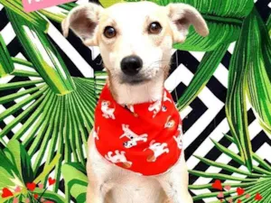 Cachorro raça Srd idade 1 ano nome Tico 