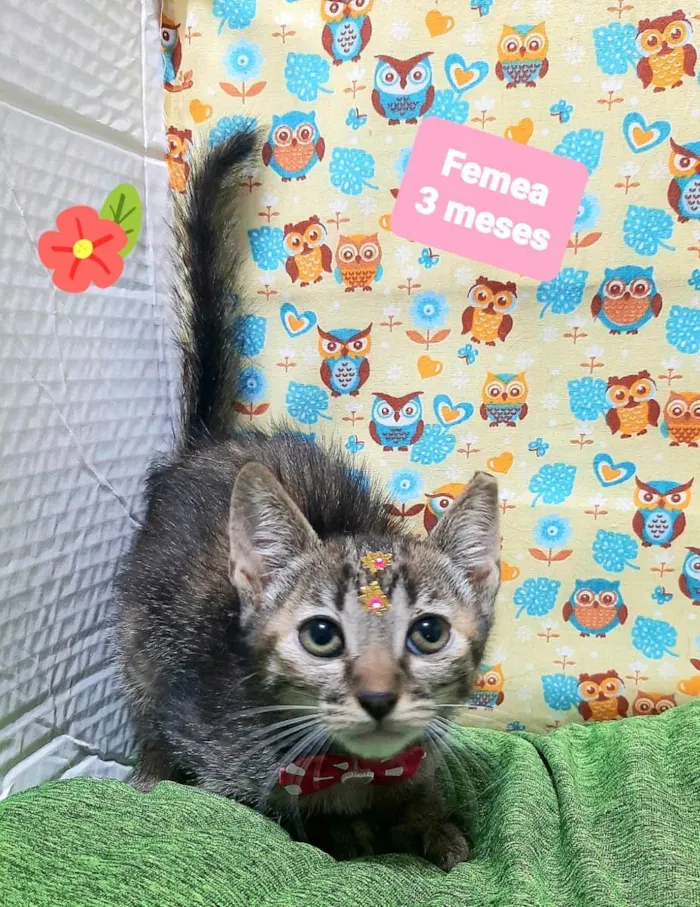 Gato raça Srd idade 2 a 6 meses nome Kely 