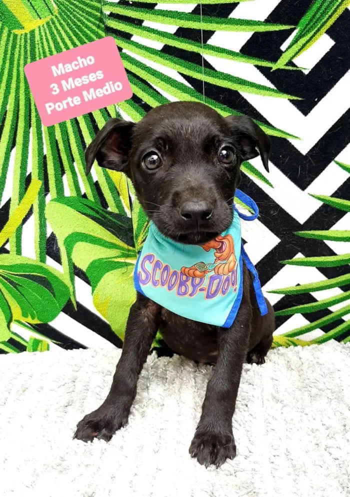 Cachorro raça Srd idade 2 a 6 meses nome Pedro 