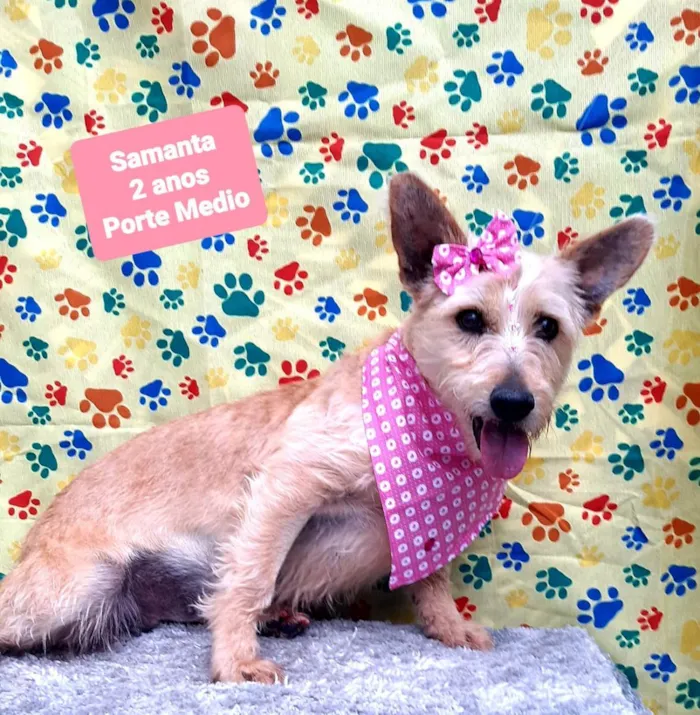 Cachorro raça Srd idade 2 anos nome Samanta 