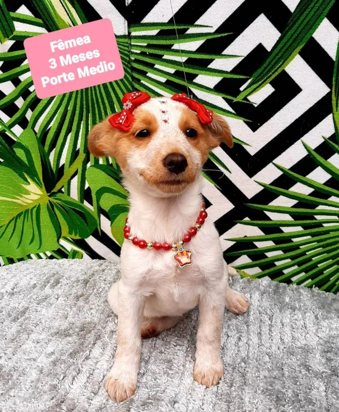 Cachorro raça Srd idade 2 a 6 meses nome Babi 