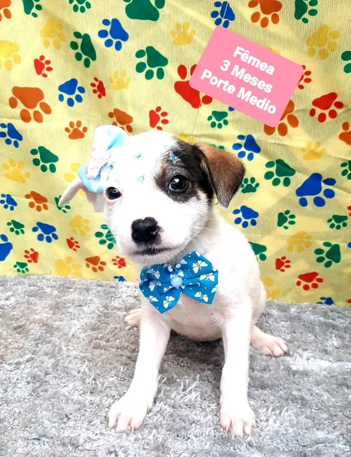 Cachorro raça Srd idade 2 a 6 meses nome Marie 