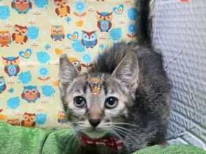Gato raça Srd idade 2 a 6 meses nome Kely 