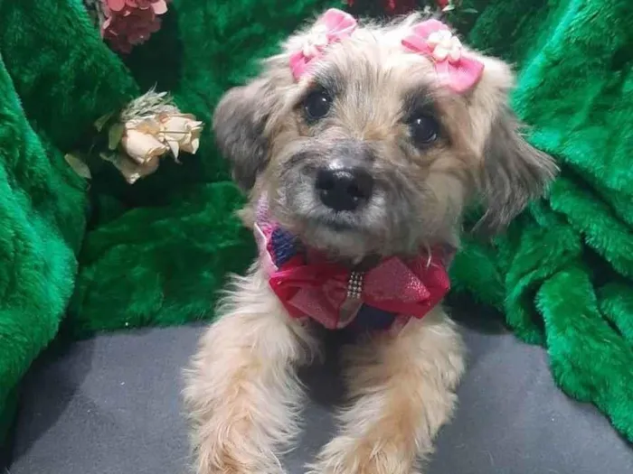 Cachorro raça Srd idade 2 anos nome Ludmila 