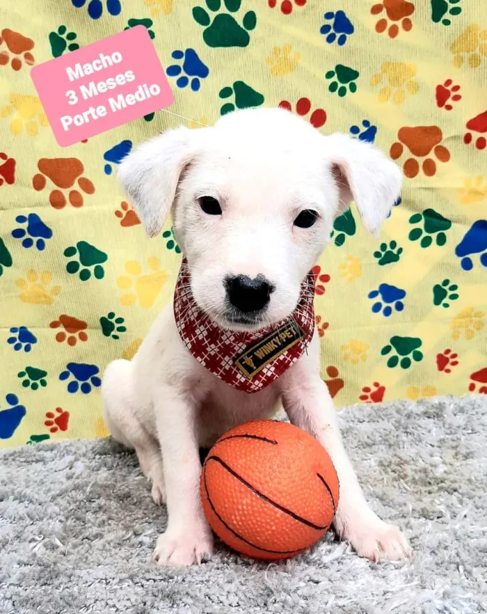 Cachorro raça Srd idade 2 a 6 meses nome Hugo