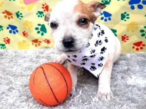 Cachorro raça Srd idade 2 a 6 meses nome Mufasa 
