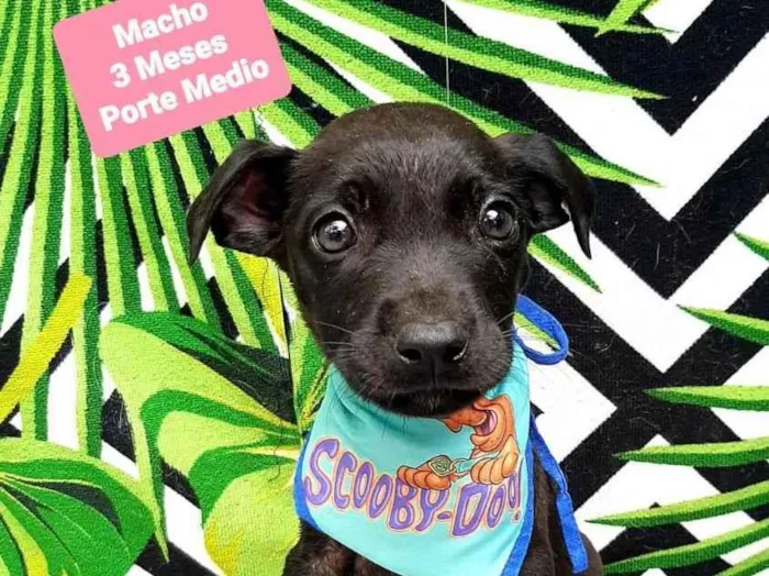 Cachorro raça Srd idade 2 a 6 meses nome Pedro 