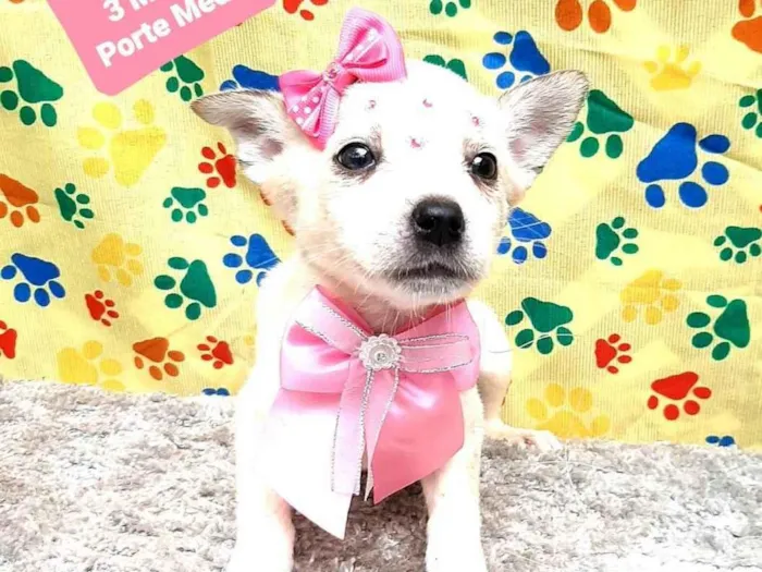 Cachorro raça Srd idade 2 a 6 meses nome Mavis  