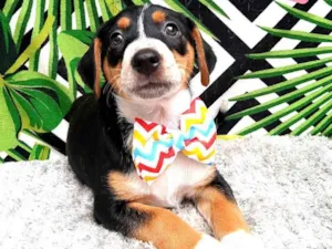 Cachorro raça Srd idade 2 a 6 meses nome Ben 