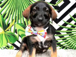 Cachorro raça Srd idade 2 a 6 meses nome Spaike 