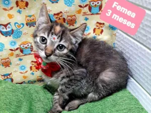 Gato raça Srd idade 2 a 6 meses nome May 