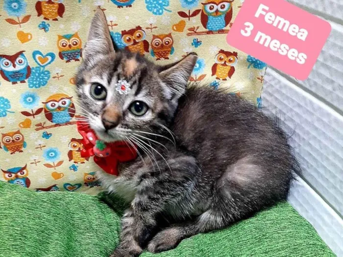 Gato raça Srd idade 2 a 6 meses nome May 