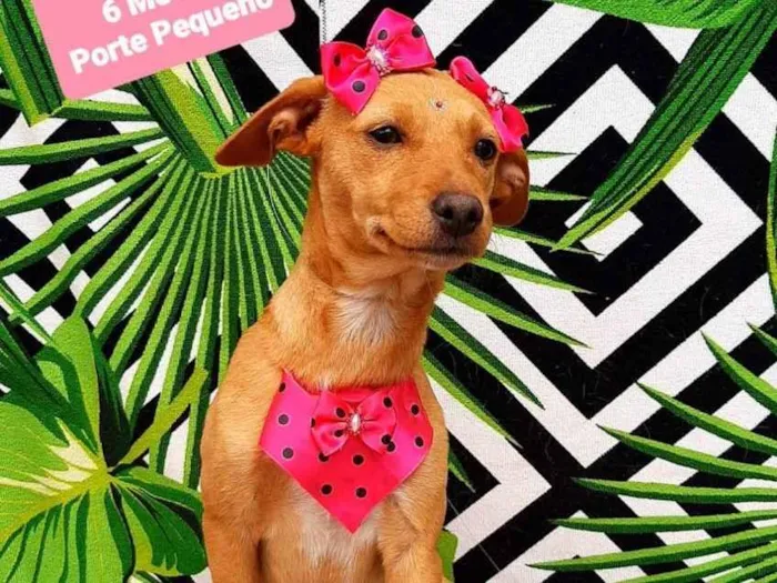 Cachorro raça Srd idade 2 a 6 meses nome Luli