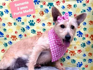 Cachorro raça Srd idade 2 anos nome Samanta 