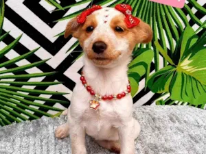 Cachorro raça Srd idade 2 a 6 meses nome Babi 