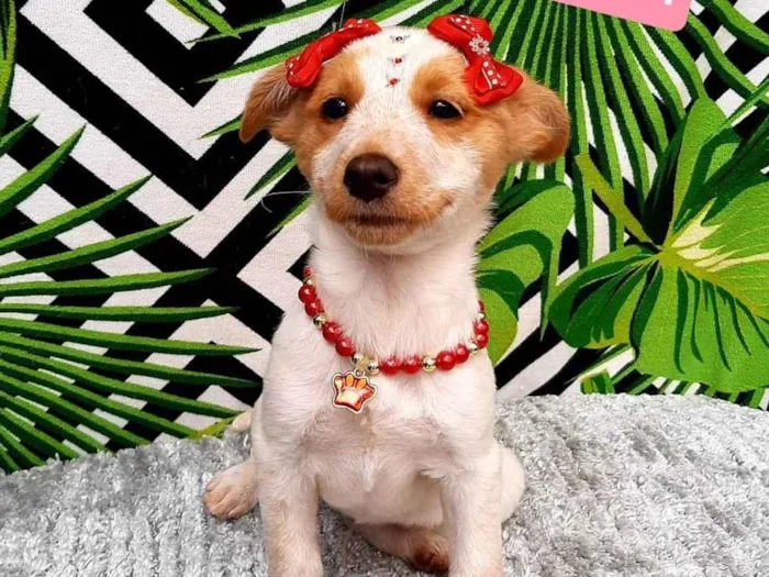 Cachorro raça Srd idade 2 a 6 meses nome Babi 