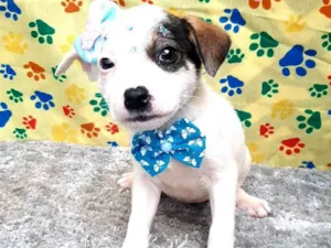 Cachorro raça Srd idade 2 a 6 meses nome Marie 