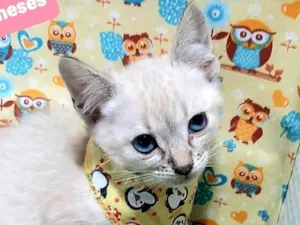Gato raça Srd idade 2 a 6 meses nome Max 