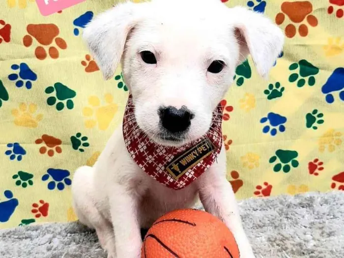 Cachorro raça Srd idade 2 a 6 meses nome Hugo