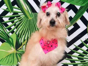 Cachorro raça Srd idade 6 ou mais anos nome Maria 